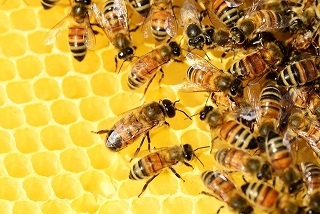 Produkty pszczele w pielęgnacji ciała i włosów