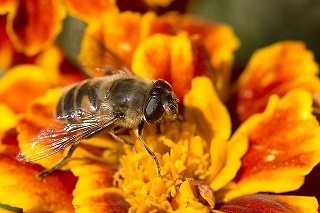 Dobroczynny jad pszczeli i jego zastosowanie w medycynie oraz kosmetyce